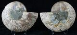 Cut/Polished Ammonite Pair - Crystal Pockets #16524-1